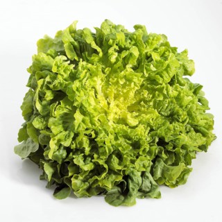 FRENCH SALAD FOR CORN OF CERF