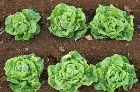 Salads in the vegetable garden