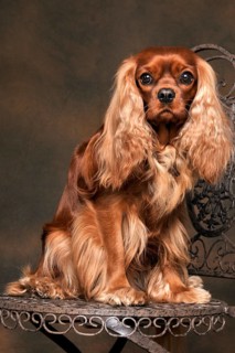 Cavalier King Charles Spaniel