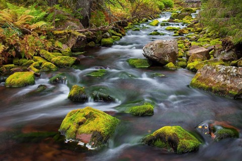Mossy boulders in Njupan stream