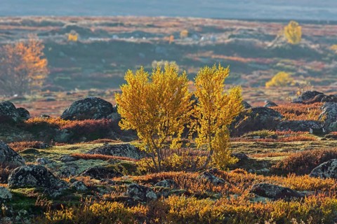 White birch