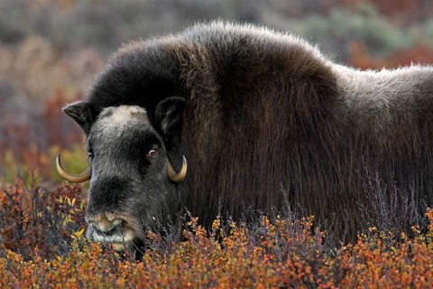 Musk ox