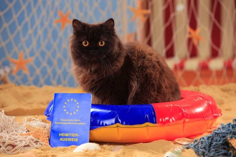 British longhair cat