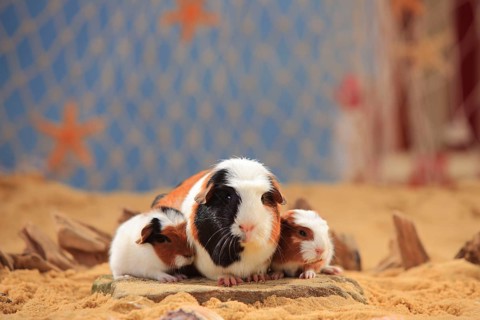 English Crested guinea pigs