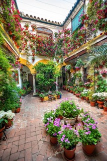 Patio decorated with flowers