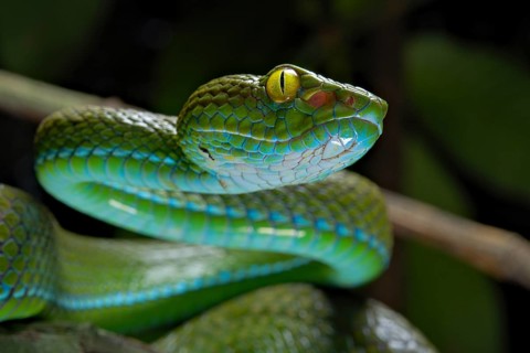 Large eyed Pit viper