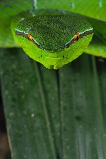 North Philippine Temple Pit Viper