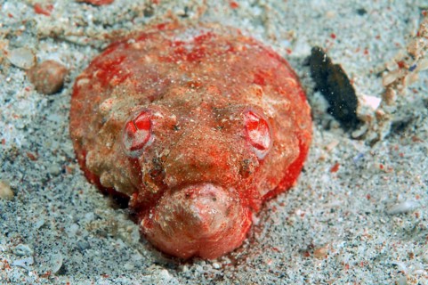 Stargazer snake eel
