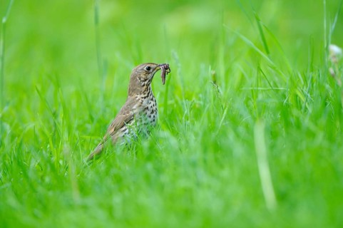Song thrush