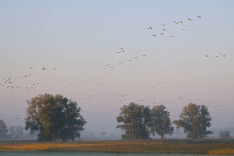 Cranes