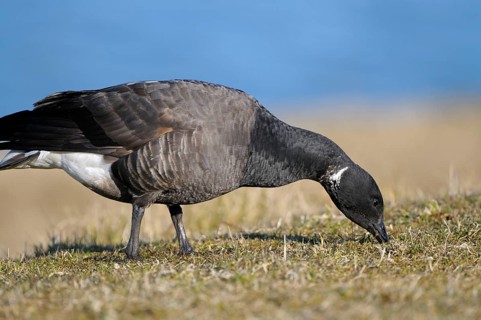 Brent Goose