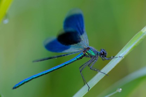 Banded damselfly