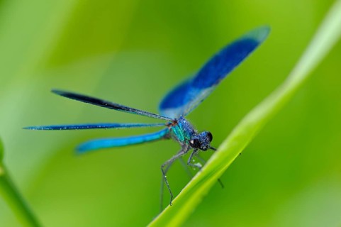 Banded damselfly