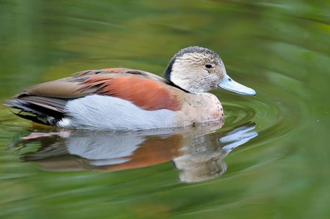 Red-shouldered Duck