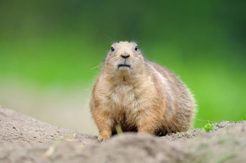 Black-tailed Prairie Dog