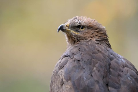 Lesser Spotted Eagle