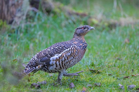 Capercaillie