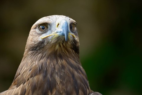 Eastern imperial eagle