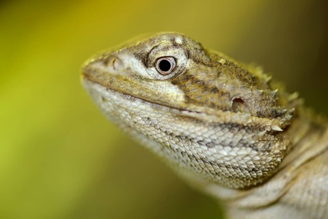 Stellion