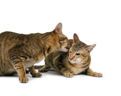 BROWN TABBY ORIENTAL DOMESTIC CAT