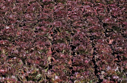 Lettuce