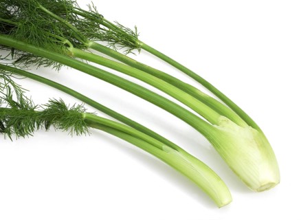 Small fennel