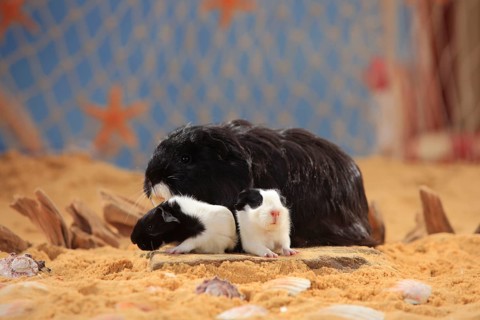 Sheltie guinea pig