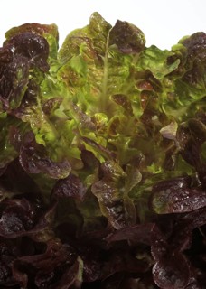 French lettuce called corne de cerf