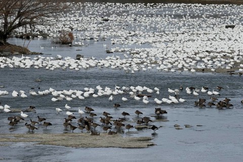 Snow geese