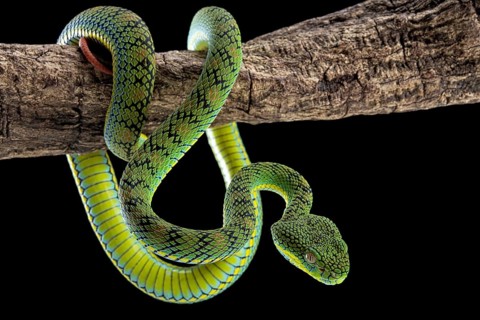 Palawan Pit Viper