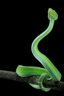 North Philippine Temple Pit Viper
