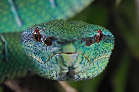 North Philippine Temple Pit Viper