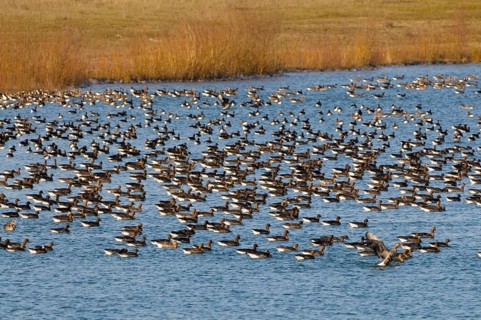 White-fronted Geese