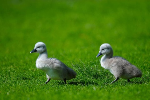 Mute swan