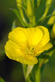 Common evening primrose