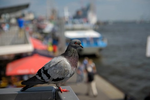 Domestic pigeon