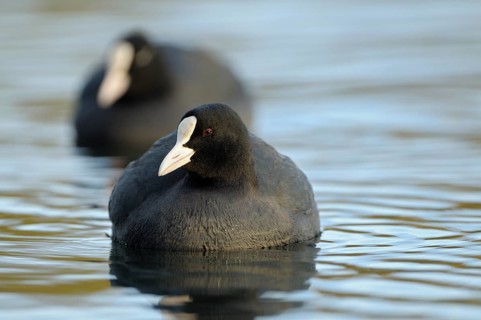 Eurasian Eurasian Eurasian Eurasian Eurasian Eurasian Eurasian Eurasian Eurasian Coot