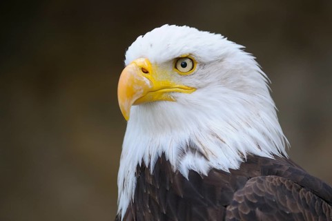 Bald eagle