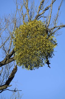 White berried mistletoe