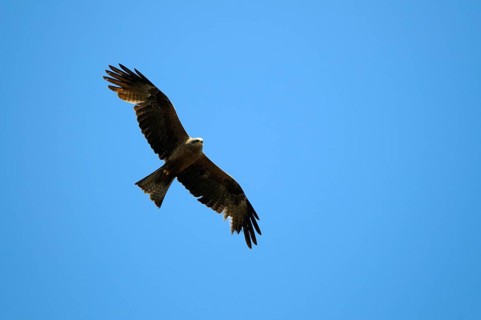 Black Kite