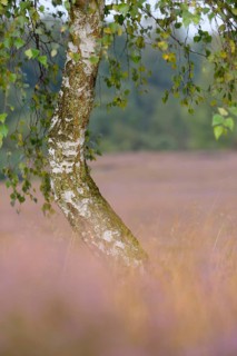 Weeping birch