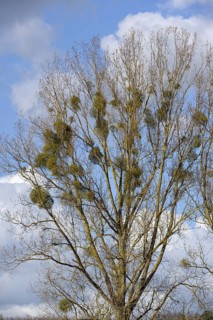 White berried mistletoe