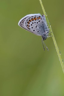 Argus blue butterfly