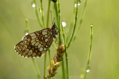 Common fritillary