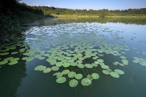 Hartsee