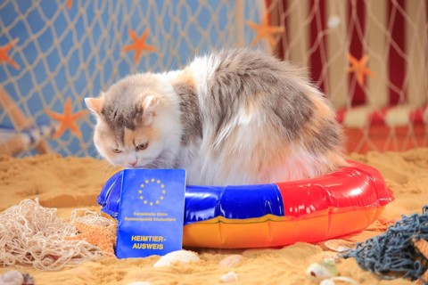 British longhair cat