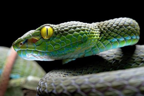 Large eyed Pit viper