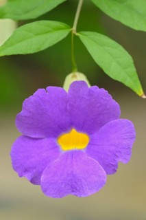 Thunbergia