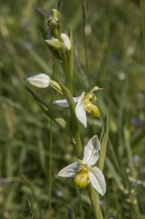 Bee orchid