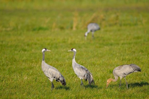 Cranes